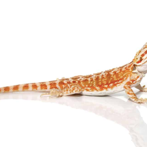 Baby Hypo Leatherback Bearded Dragon For Sale
