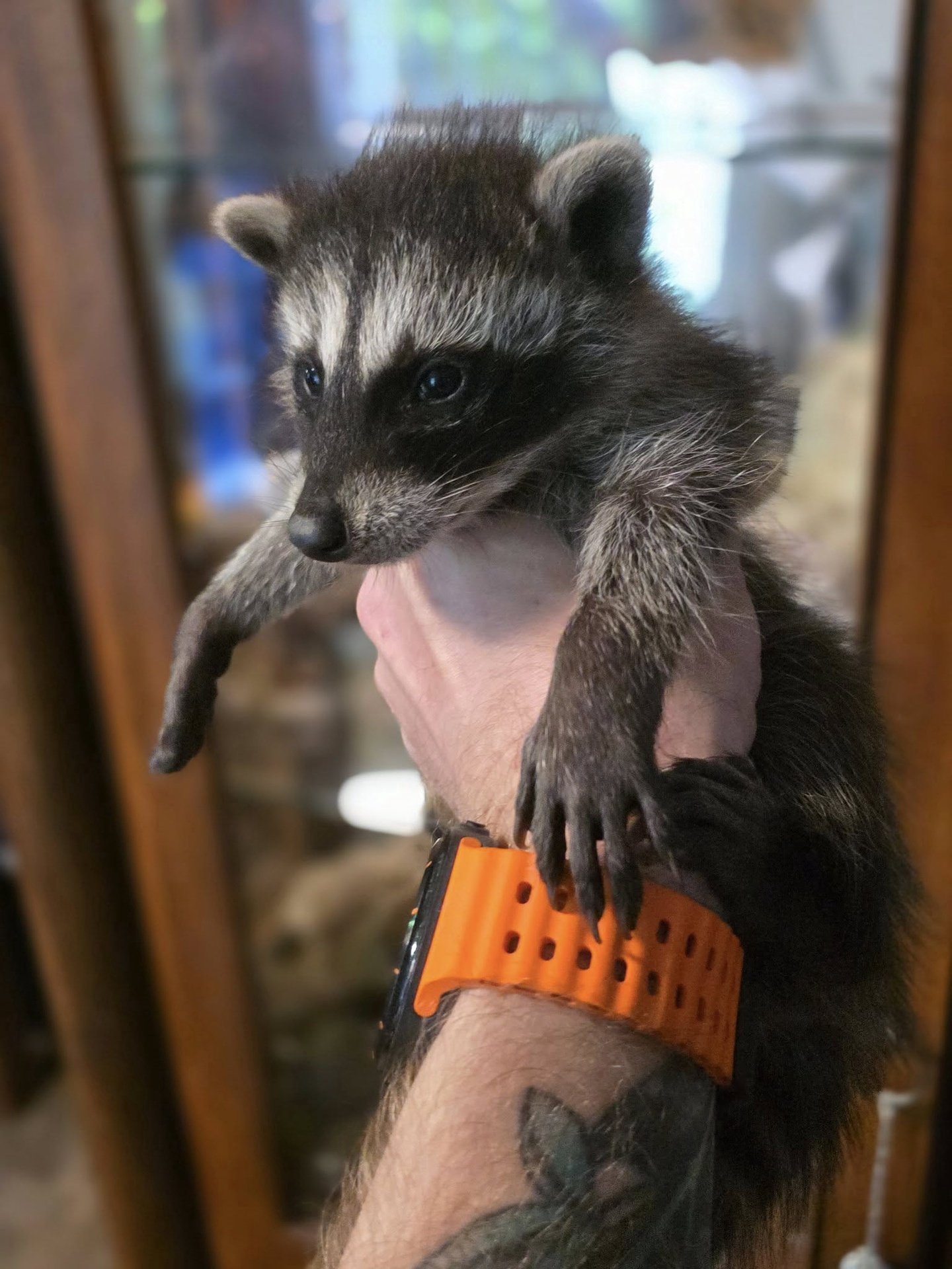 Buy Raccoons Online