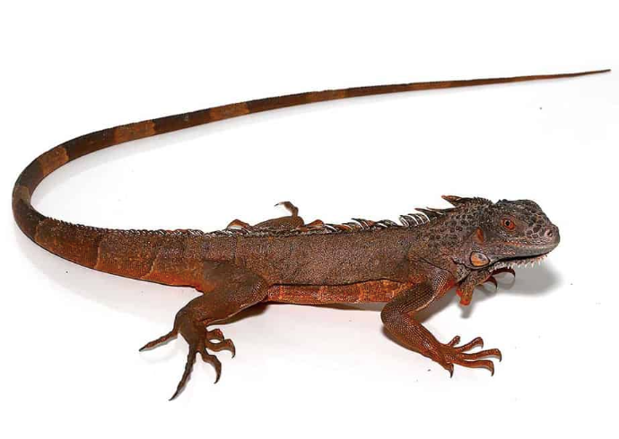True Red Iguana For Sale