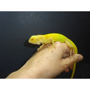 Albino Iguanas For Sale