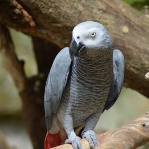 Alpha Congo African Grey Parrot