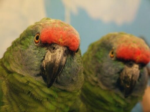 Buy Amazona Bodini Parrot Online