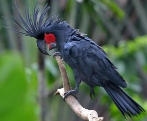 Black Palm Cockatoo For Sale