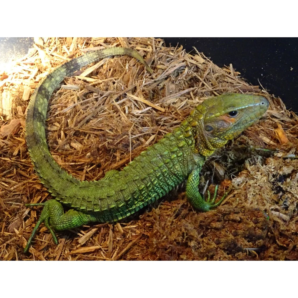 Caiman Lizards For Sale