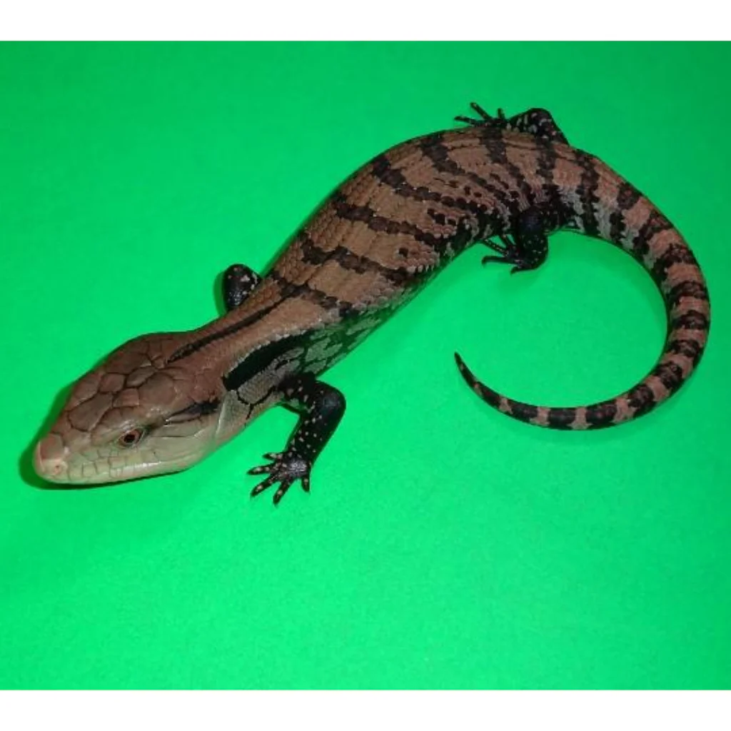 Halmahera Blue Tongue Skinks For Sale