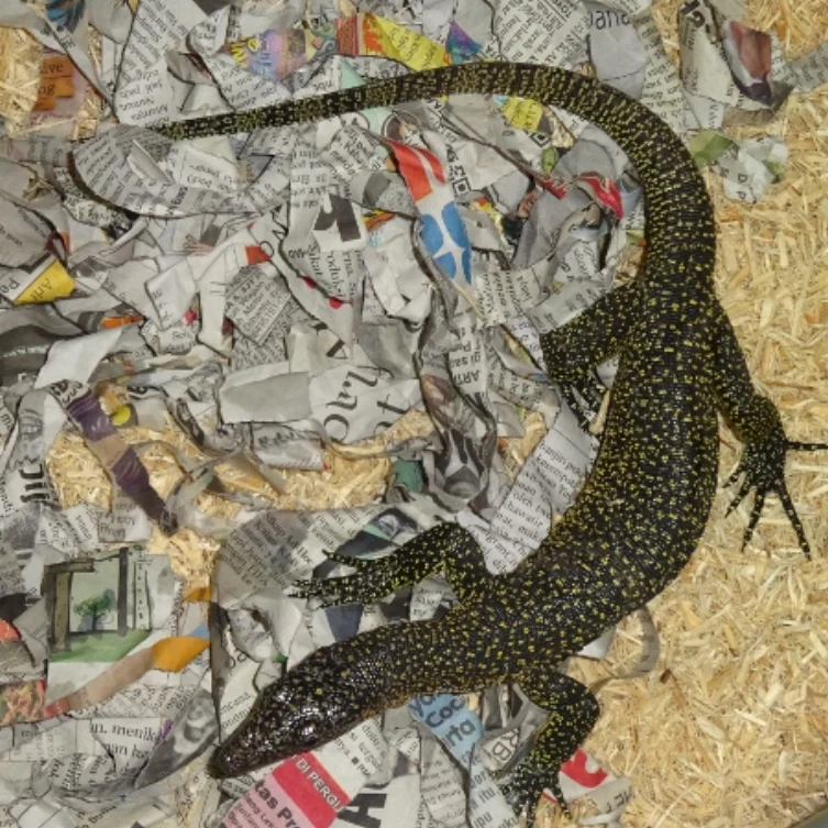 Mangrove Monitors For Sale