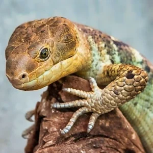 Prehensile Tail Skinks For Sale 