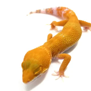 SUNGLOW Leopard Geckos For Sale