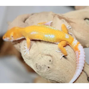 Sunglow Leopard Gecko Male For Sale
