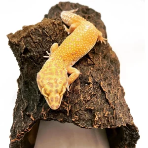 Tremper Super Giant Leopard Gecko Female For Sale