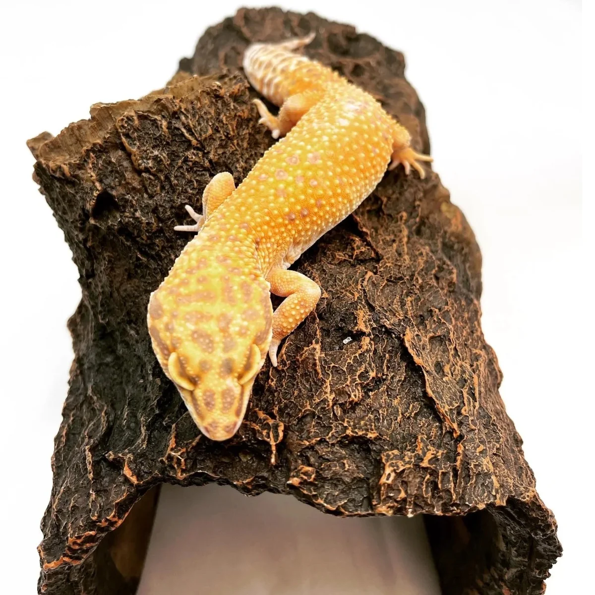 Tremper Super Giant Leopard Gecko Female For Sale