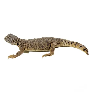 Dispar Uromastyx For Sale 