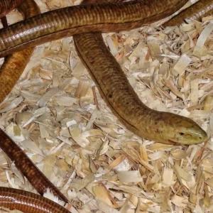 European Giant Legless Lizards For Sale